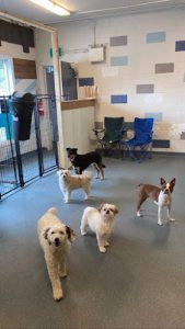 Central Bark Doggy Daycare and Grooming Spaw