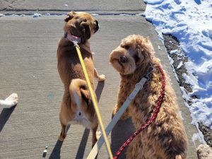 Pup City Doggy Daycare