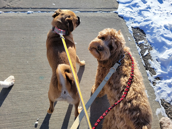 Pup City Doggy Daycare