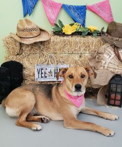 Marda Loop Doggie Daycare & Spa