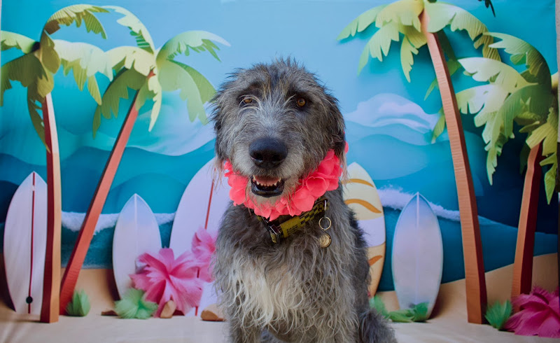 Squish and Charlie’s Doggy Daycare & Boarding