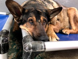 Barking Good Pet Services