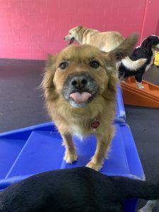 The Park Dog Daycare