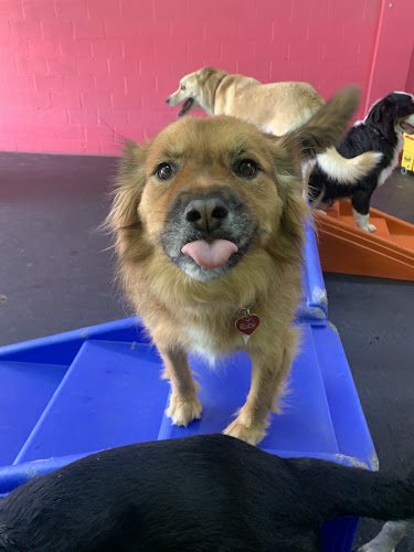 The Park Dog Daycare