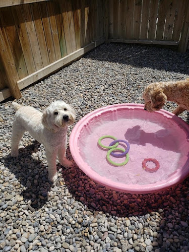 K 9TO5 Dog Daycare & Grooming