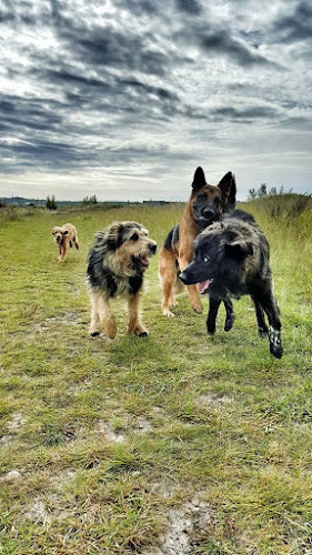 Steele Arrow Canine Services – Calgary Dog Walking, Boarding & Training