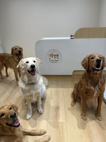 Lucky Paws Dog Hotel
