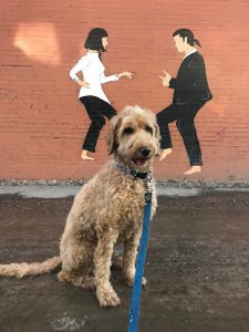 Dogs Of Valhalla – A day and night lodge for your pet