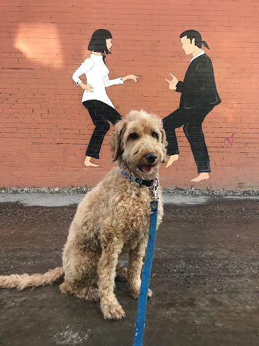 Dogs Of Valhalla – A day and night lodge for your pet