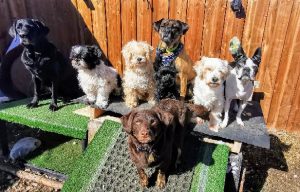 Wildsands Petcare & training