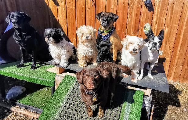 Wildsands Petcare & training