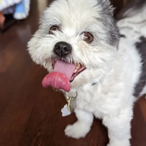 Snuggles & Cuddles SMALL Dog Sitting in Calgary