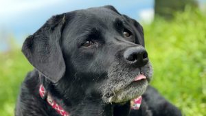 Dynamic Pet Services