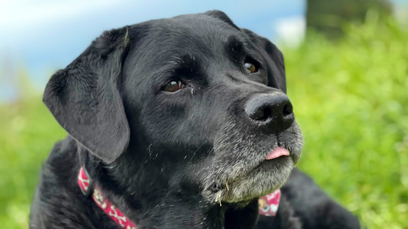 Dynamic Pet Services