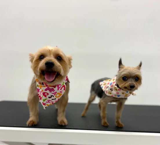 Pawllywood Pet Grooming