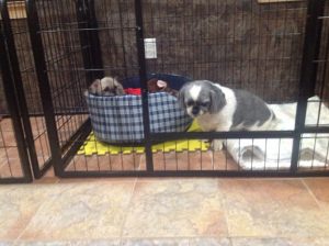 B & D Pet Resort Dog Boarding & Grooming