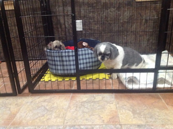 B & D Pet Resort Dog Boarding & Grooming