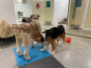 LC Kennels Barks & Recreation