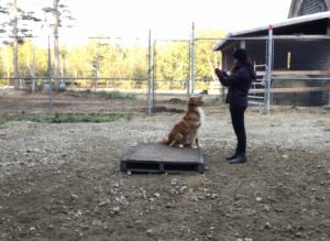 Éducation canine RC