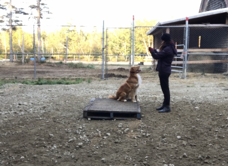 Éducation canine RC