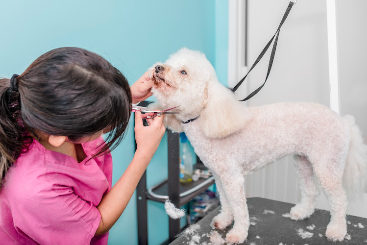 Dashing Dawgs Grooming & Boutique