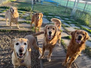 Cloud Nine Pet Boarding