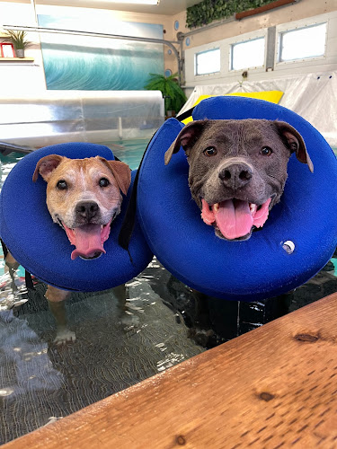 Frisky Pup Canine Hydrotherapy and Fitness Ltd