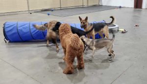 Tracken Kennels Academy
