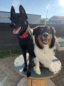Ace It Canine Academy