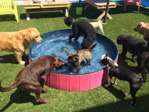 Pampered Paws Inn