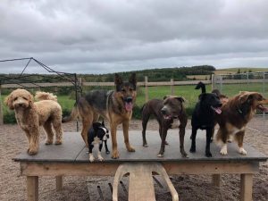 Canine Station (Jenn’s Doggie Daycare)