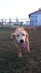 Cross Rd. Boarding, Training & Behaviour Services