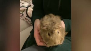 Bonny Rabbit, Guinea Pig & Hamster Boarding