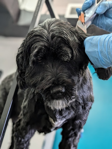 Pawz Pet Grooming Kitchener Waterloo Cambridge