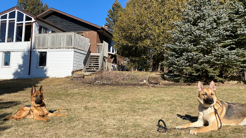 Noble K9 – Boarding, Training & Daycare