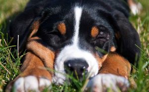 Kelly Creek Kennels – Greater Swiss Mountain Dogs