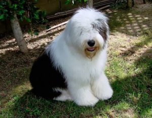 Lakesong Reg’d OES