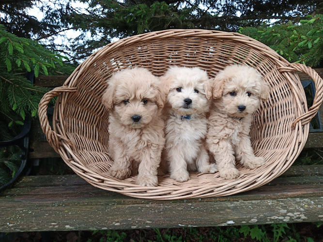 Rocky Ridge Kennel