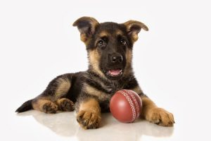 Cedar Creek Kennels Pet Lodge