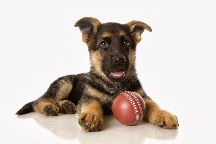 Cedar Creek Kennels Pet Lodge