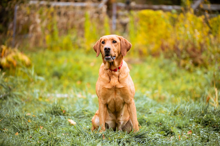 K Country Kennels