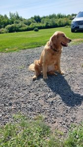 Nicole’s GoldenRetrievers Breeding Services