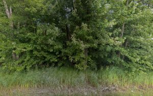 Augusta’a Miniature Aussies