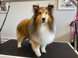Royal Bay Dog Grooming – Victoria