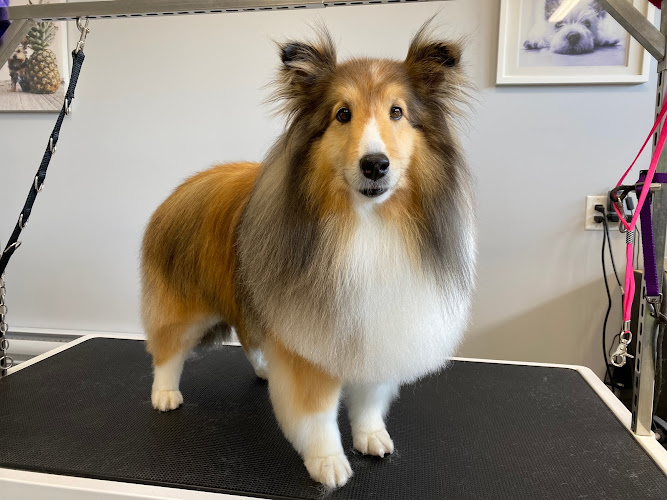Royal Bay Dog Grooming – Victoria