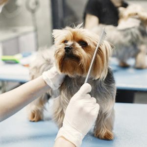 Bark’n Pant’n Sniff Grooming Salon