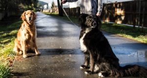 K9 SK8 Park Parkway Grooming