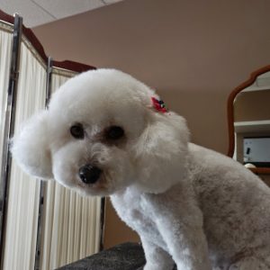 Shear Bliss for dogs