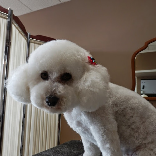 Shear Bliss for dogs