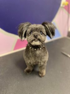 Collar & Comb Grooming Inc